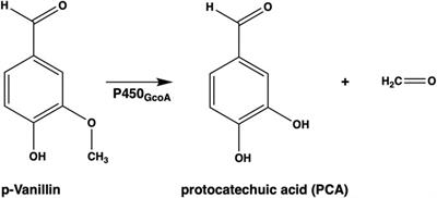 Impact of the T296S mutation in P450 GcoA for aryl-O-demethylation: a QM/MM study